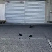 しまうまの画像