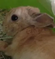 おもち堂の画像