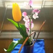 ぴの画像