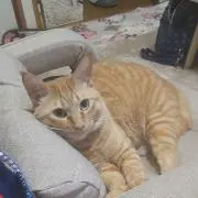 ゆうこりんの画像
