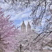 Daisyの画像