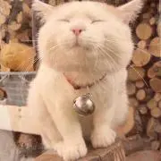 maruの画像