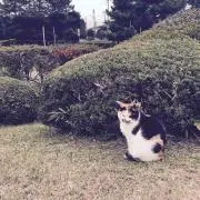 ハト胸