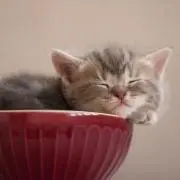 ゆか