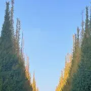 Hiroの画像