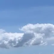 カワウソの画像
