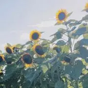 ちゃっぴぃの画像