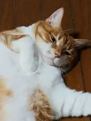 ニャン太の画像