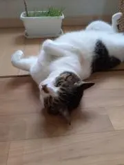 mo-nyanの画像