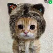 ねこ太郎