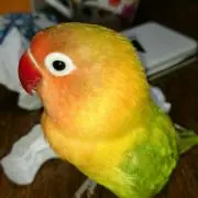 いいくん