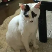 ネコのネイルサロンの画像