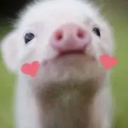 momoの画像