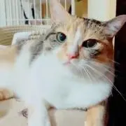 はっちーの画像