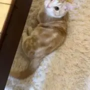 Kの画像