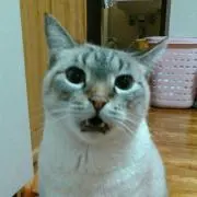 ジャイコ