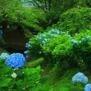 はしもとの画像