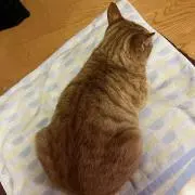茶タニキ