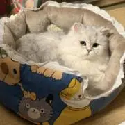 luoluoの画像