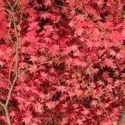 N3848【カナダ】エリザベス2世 1995年1ドル 外貨 硬貨 古銭 コイン