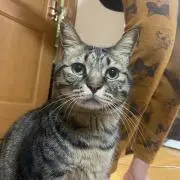 キジトラ