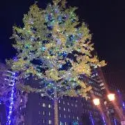 りんごの画像