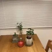 ハルカの画像