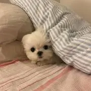 アクア