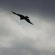 keiの画像