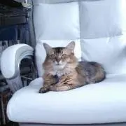 猫にもふりたい