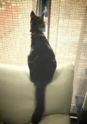 CIAOの画像