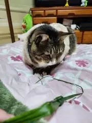 ポンちゃん
