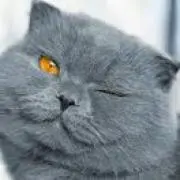 ☆はいいろ猫☆