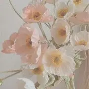 amaの画像
