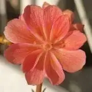 puchi_poolの画像