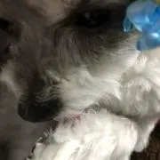 maiの画像