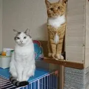 モモやん