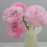 サカエの画像