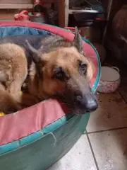 maro
