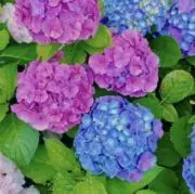 さゆ※プロフ要確認※断捨離中の画像