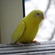 こっこちゃん