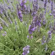 ラベンダーの画像