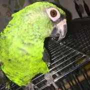 ヤドカリの画像