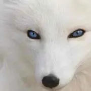 タケ
