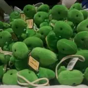 セミの画像