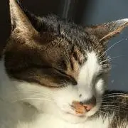 ドラミの画像