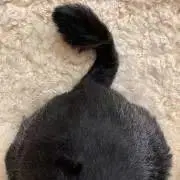 マロ君のママの画像