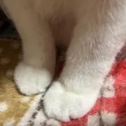 豆しばの画像