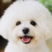 ☆*:.。. モモモフ.。.:*☆の画像