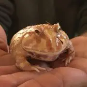 わかの画像